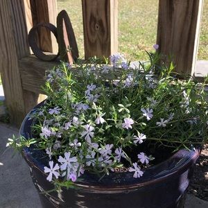 Meet your Posher, Lori